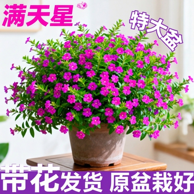 满天星盆栽鲜花好养易活多季开花带花苞植物阳台花卉花苗室内花期
