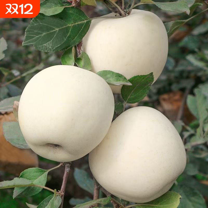 当季新鲜奶油富士苹果牛奶水果脆甜冰糖心黄金时令鲜果一整箱批发