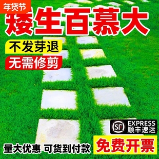 百慕大草籽矮生免修剪耐踩踏别墅庭院绿化旱公园草坪种子开花发芽