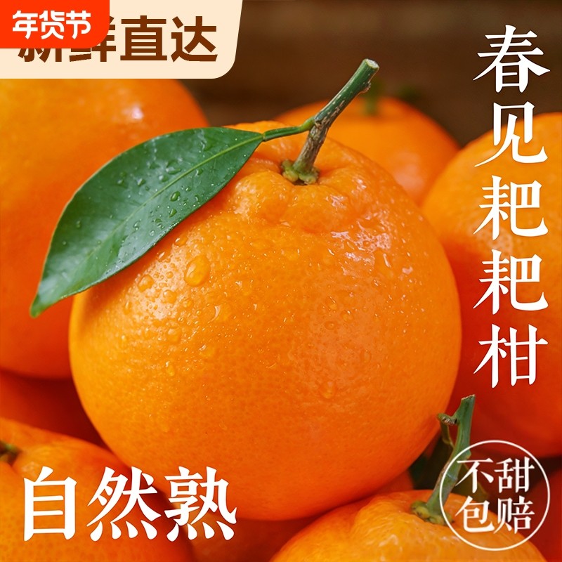 四川春见耙耙柑粑粑柑正宗新鲜水果橘子当季整箱杷杷柑丑桔子包邮,水产肉类/新鲜蔬果/熟食,桔子,淘宝优惠券,粉丝福利购,淘宝优惠卷