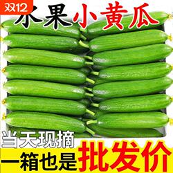 山东寿光水果黄瓜生吃脆新鲜荷兰青瓜当季无刺小黄瓜寿光蔬菜