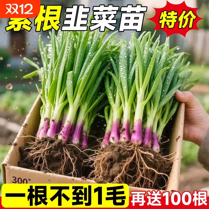 四季韭菜根苗宽叶蔬菜紫根阳台盆栽红根九菜秋冬季韭菜苗种植新鲜