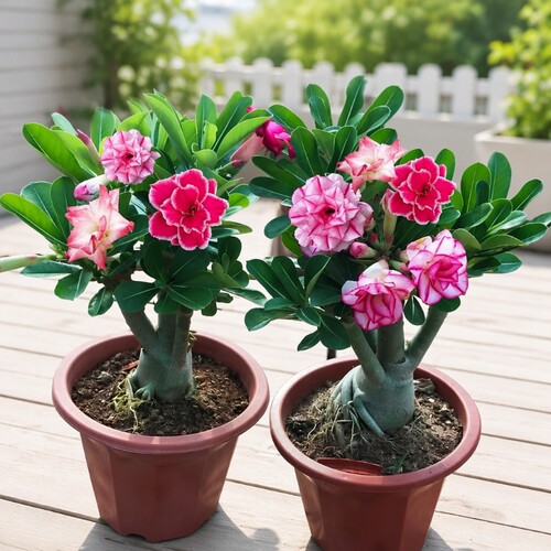 重瓣沙漠玫瑰花苗|超1000次加购