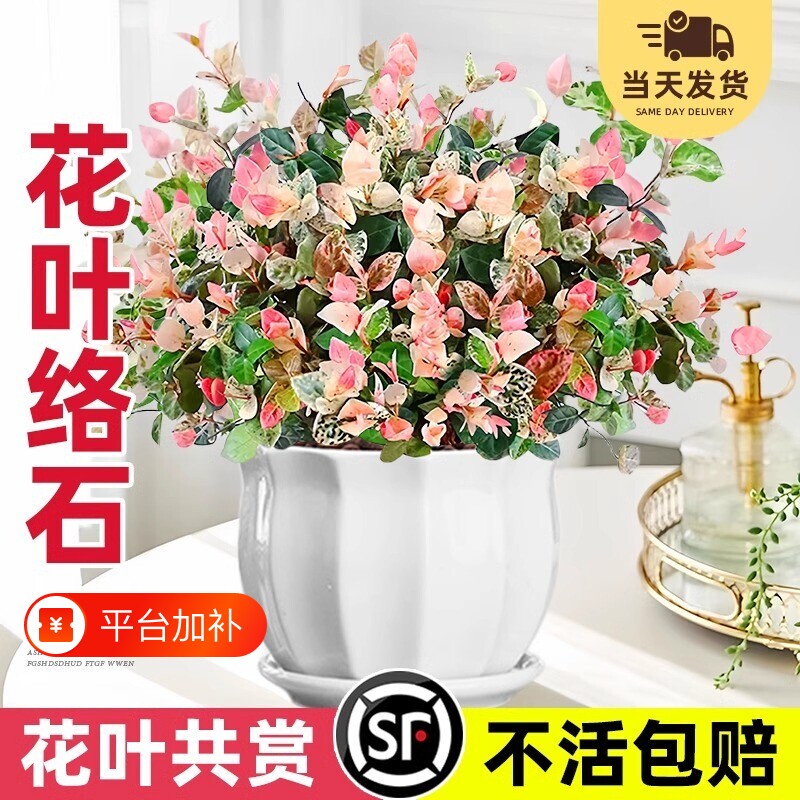 花叶络石耐旱花卉盆栽彩络叶吊篮阳台爬藤苗绿植植物垂吊好养四季