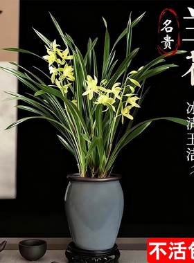 四季兰建兰大凤素夏带花苞开花室内花卉兰花苗客厅品种名贵好养活