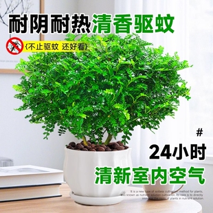 胡椒木盆栽室内植物驱蚊神器装饰绿植树苗老桩清香客厅可食用桌面