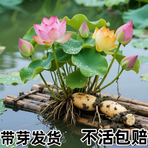 荷花盆栽莲花藕苗四季观赏荷花藕种水培植物池塘花卉睡莲莲藕苗种