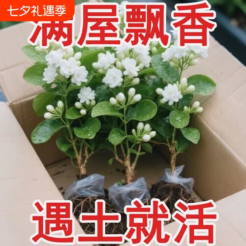 茉莉花盆栽茉莉花卉阳台四季开花绿植物室内鲜花老桩花期驱蚊室外