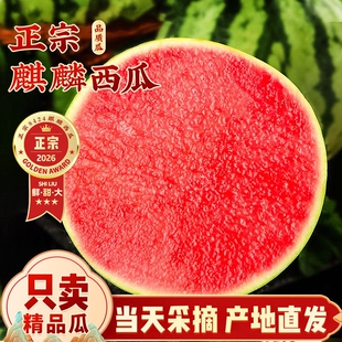 正宗云南麒麟西瓜当季新鲜水果头茬现摘薄皮无籽脆甜多汁整箱包邮