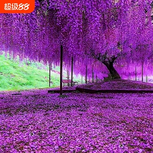 紫藤花树苗庭院花卉紫藤萝室外爬藤植物大树开花盆栽重瓣小苗种植