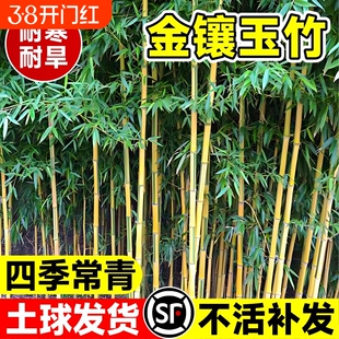 竹子苗金镶玉竹庭院四季常青植物盆栽黄金竹苗罗汉竹紫竹毛竹耐寒