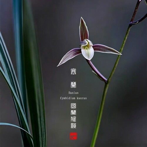 浙江细叶寒兰名贵兰花苗品种冬带花苞好养浓香高端花卉绿植盆栽