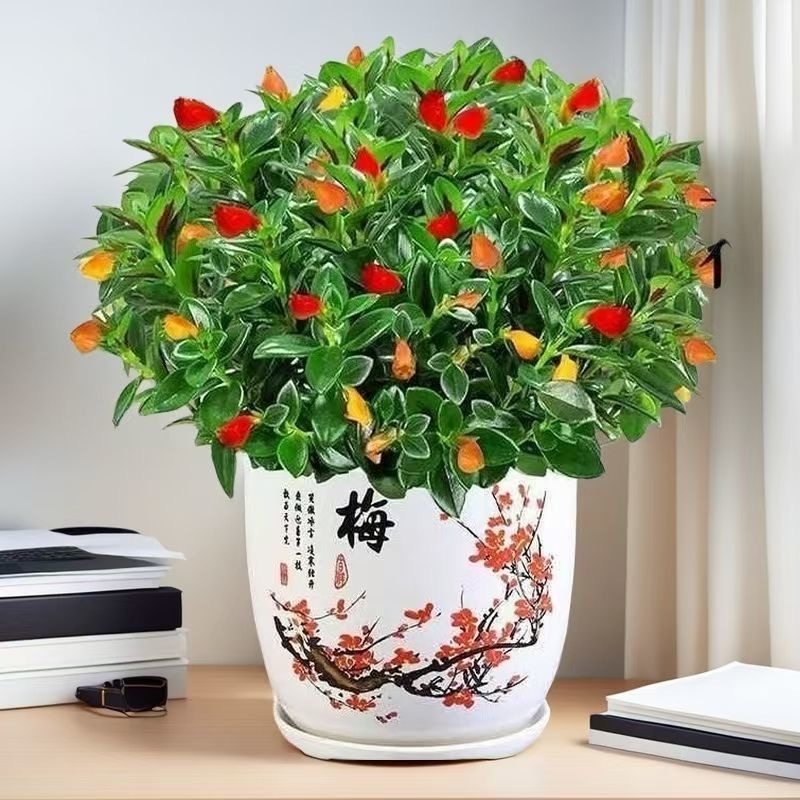 新品金鱼吊兰盆栽室内阳台秋冬好养四季耐寒开花卉绿植物不带花苞