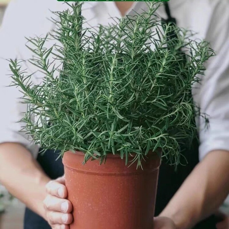 迷迭香盆栽绿植四季好养装饰香草驱蚊客厅桌面可食用迷迭香薄荷苗图片
