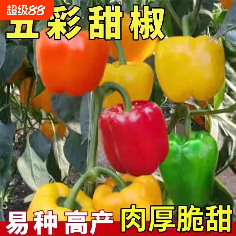 五彩甜椒种子辣椒羊角椒方早熟耐热蔬菜种籽冬春季青椒高产彩椒图片