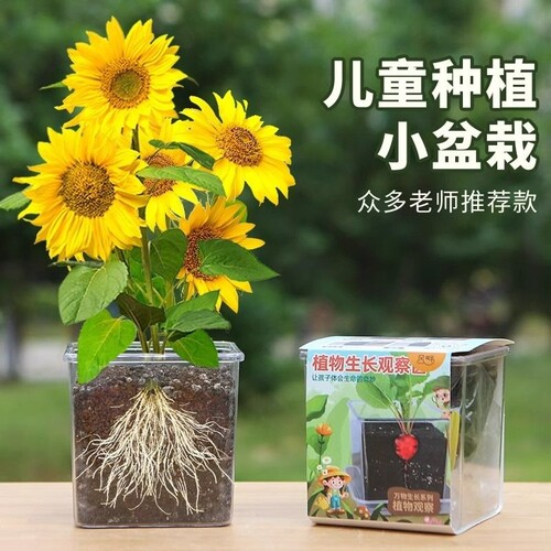 儿童种植小盆栽向日葵四季播种植