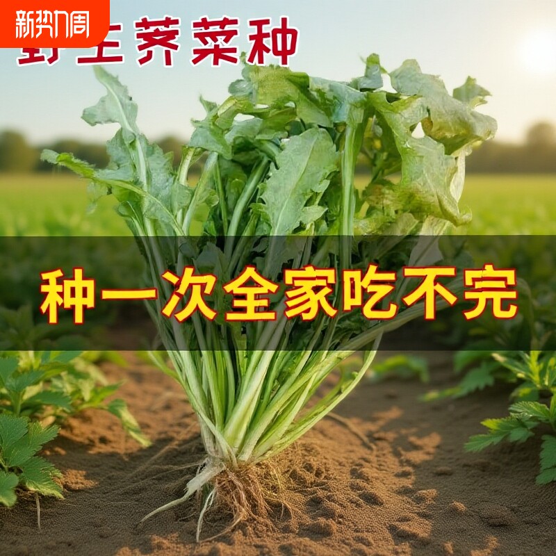正品天然野生荠荠菜种籽特色农家老品种保健养生野菜芨芨菜种子孑