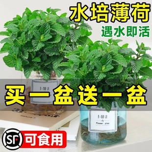 薄荷盆栽水培植物驱蚊可食用柠檬薄荷叶迷迭香室内驱蚊草绿植好养