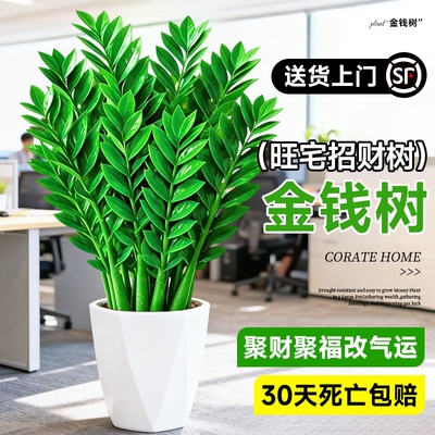 办公室内大型好养绿植旺宅树乔迁