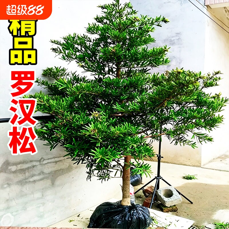 罗汉松树苗大树老树桩庭院别墅盆栽盆景造型大树种雀舌米叶迎客松