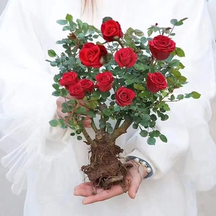 玫瑰花苗老桩大花浓香花卉绿植物盆栽月季蔷薇室内外阳台四季好养