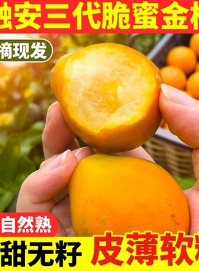 顺丰包邮融安脆蜜金柑广西正宗第三代脆蜜金桔特大果新鲜水果整箱