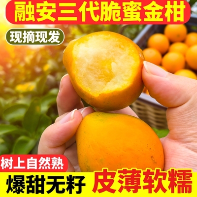 顺丰包邮融安脆蜜金柑广西正宗第三代脆蜜金桔特大果新鲜水果整箱