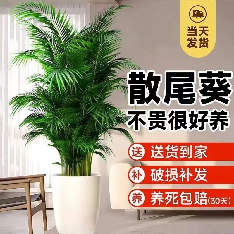 散尾葵凤尾竹绿植物客厅大型盆栽夏威夷办公室内富贵椰子四季常青
