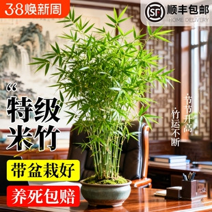 米竹盆栽凤尾竹观音竹办公室客厅绿植摆件观赏竹盆景四季常青室内