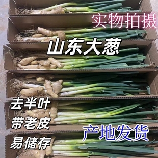 山东大葱新鲜铁杆小葱香葱毛葱新鲜长白大葱去半叶带皮 带生姜 包邮