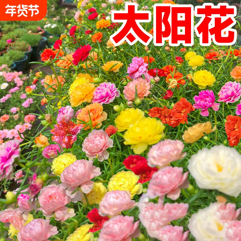 重瓣太阳花小雏菊花种籽子植物除虫菊花籽四季开花卉虞美人大花