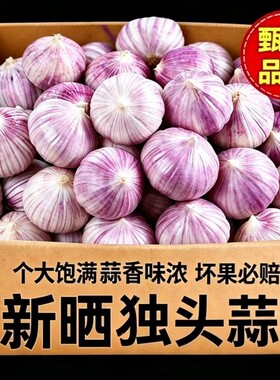 2026新晾独头蒜干蒜辛辣蒜大蒜头正宗独蒜蔬菜家用调味干蒜提香