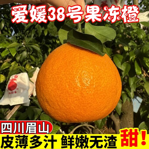 正宗四川爱媛38号果冻橙新鲜应当季孕妇水果冰糖橙子眉山产地直发