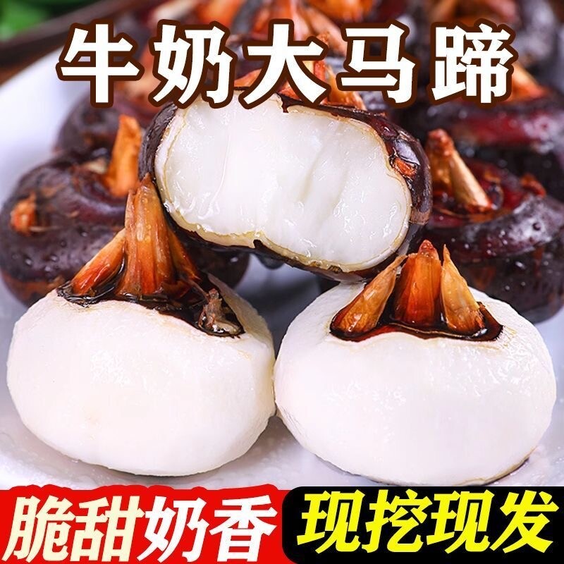 新鲜马蹄荸荠大果现挖3/5斤农家自种当季地栗蔬菜水果脆甜多汁