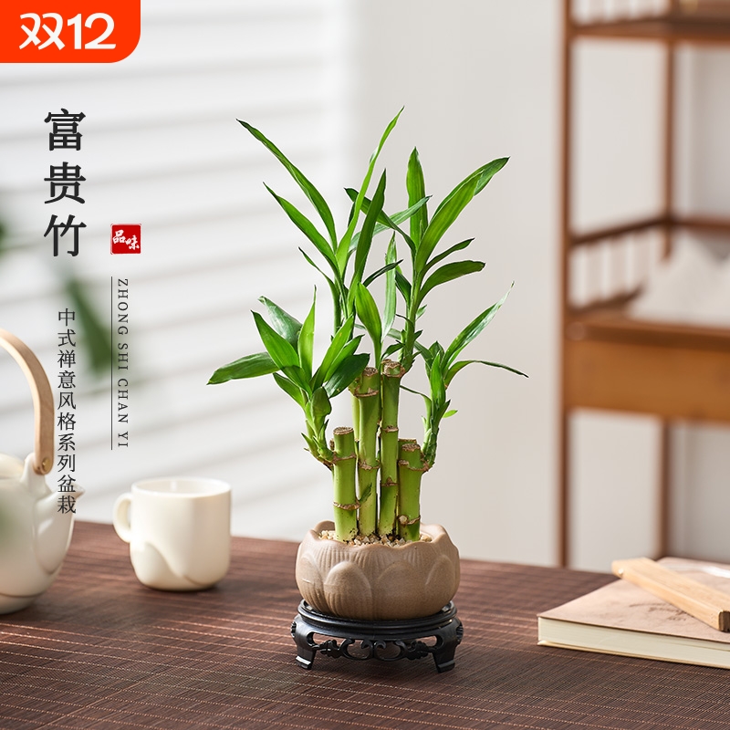 富贵竹风水植物客厅招财文昌竹盆栽中式盆景转运竹观音竹室内绿植