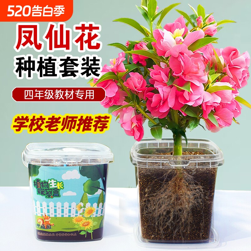凤仙花种子四季小学生科学实验观察儿童种植小盆栽四年级植物种子