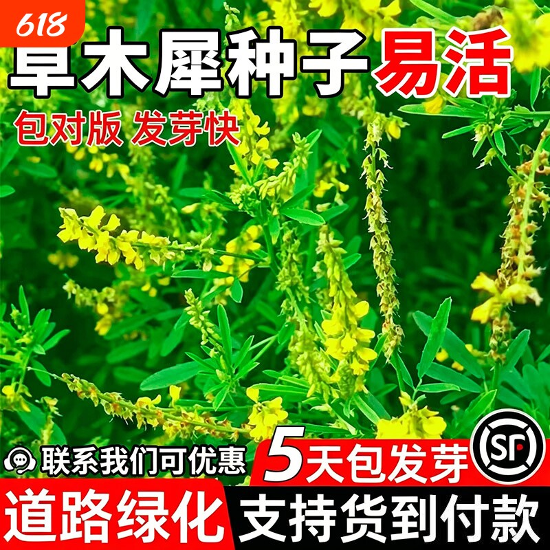 草木犀种子草木樨籽黄花臭苜蓿绿肥耐旱耐寒耐贫瘠蜜源优质牧草种