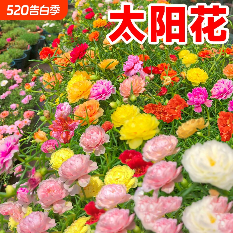 重瓣太阳花小雏菊花种籽子植物除虫菊花籽四季开花卉虞美人大花