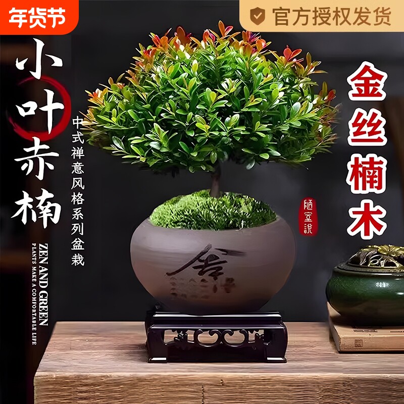 室内小叶赤楠盆景金丝楠木老桩盆栽苗花卉桌面小绿植四季好养造景