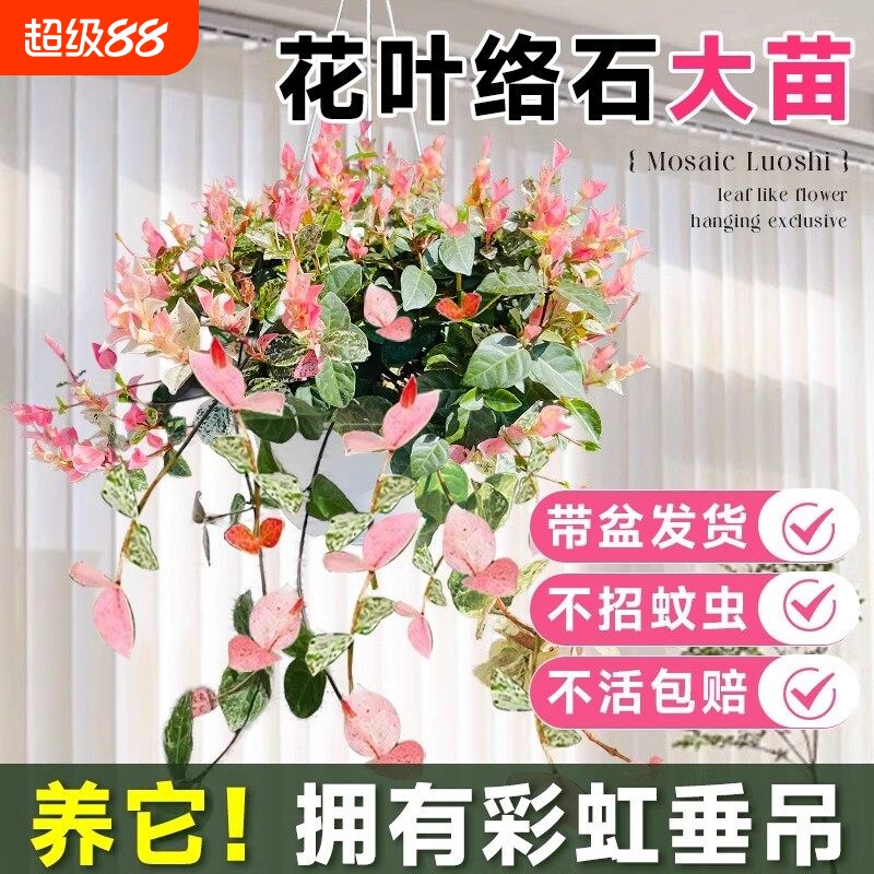 花叶络石四季五彩花卉绿植物盆栽彩络叶吊篮阳台爬藤苗庭院好养活图片