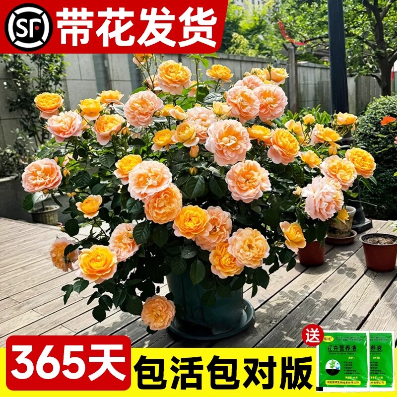 果汁阳台月季盆栽四季开花卉玫瑰鲜花带花苞爬藤植物蔷薇花苗庭院