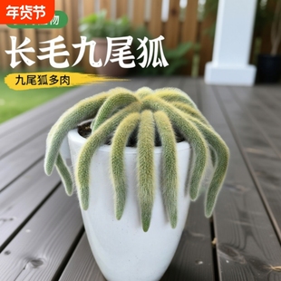 九尾狐多肉植物软毛盆栽猴尾柱长毛尾巴开花垂吊室内办公室好养