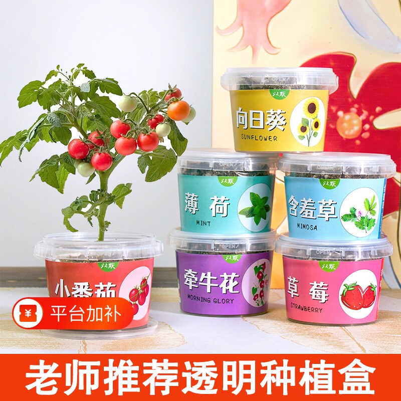 儿童种植小盆栽向日葵太阳花种子迷你植物幼儿园作业趣味小礼物