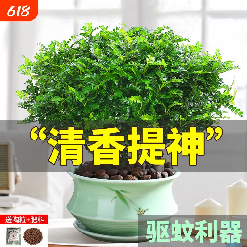 正宗清香胡椒木盆栽花卉室内外驱蚊草植物树苗老桩盆景九里香绿植