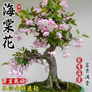 垂丝海棠花盆栽室内植物四季开花卉带花苞重瓣长寿冠树苗老桩盆景