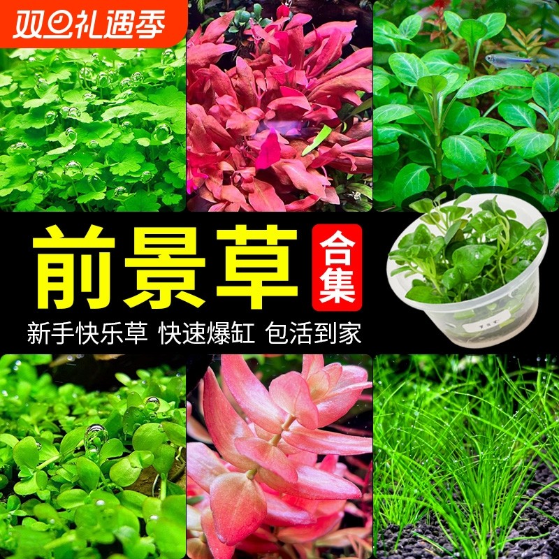 鱼缸前景草水草植物爬地矮珍珠真草造景阴性无菌杯牛毛草迷你矮