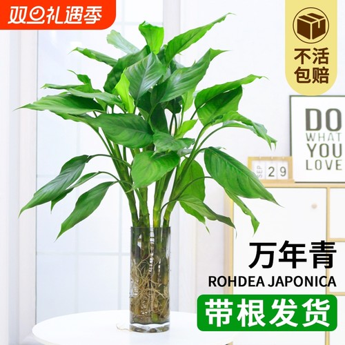 万年青四季常青盆栽|千人加购