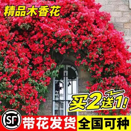 四季重瓣红木香花苗爬藤植物无刺黄木香开花卉庭院大树苗耐寒爬墙