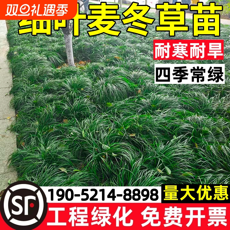 细叶麦冬草沿阶草庭院园林工程绿化植物中叶麦冬草四季常青耐寒旱