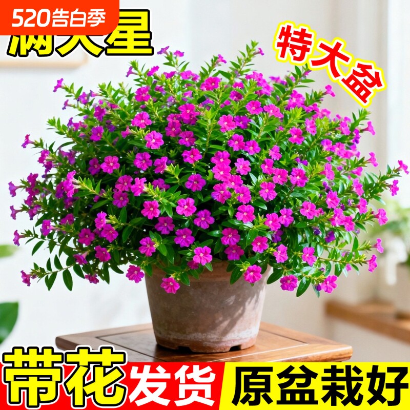 满天星盆栽鲜花好养易活多季开花带花苞发货观花植物阳台花卉花苗